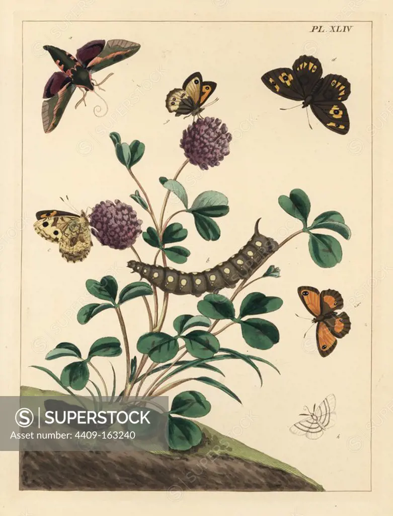 Spurge hawk-moth, Hyles euphorbiae, grayling, Hipparchia semele, gatekeeper, Pyronia tithonus, and common white wave, Cabera pusaria. Handcoloured lithograph after an illustration by Moses Harris from "The Aurelian; a Natural History of English Moths and Butterflies," new edition edited by J. O. Westwood, published by Henry Bohn, London, 1840.