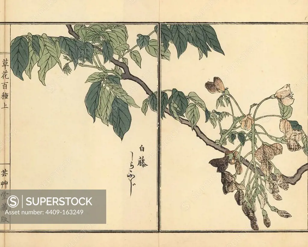 Shirafuji or Chinese wisteria, Wisteria sinensis. Handcoloured woodblock print by Kono Bairei from Kusa Bana Hyakushu (One Hundred Varieties of Flowers), Tokyo, Yamada, 1901.