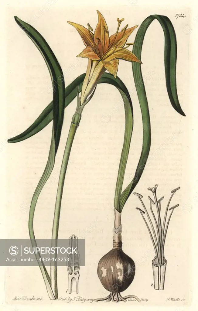 Golden flame-lily, Pyrolirion arvense (Pyrolirion aureum). Native to Peru. Handcoloured copperplate engraving by S. Watts after an illustration by Miss Drake from Sydenham Edwards' "The Botanical Register," London, Ridgway, 1834. Sarah Anne Drake (1803-1857) drew over 1,300 plates for the botanist John Lindley, including many orchids.