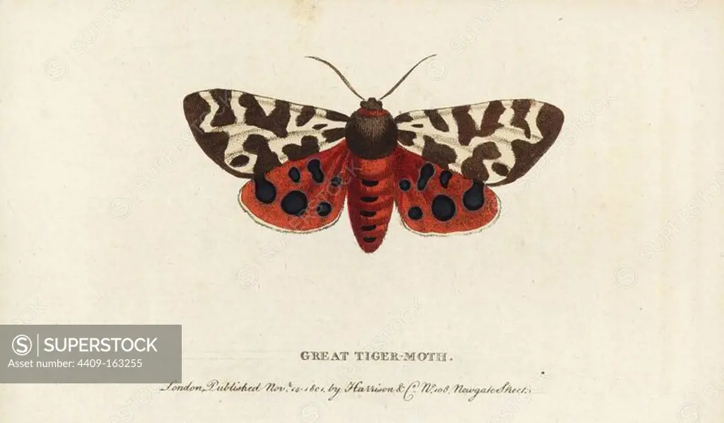 Garden or great tiger moth, Arctia caja. Illustration copied from Moses Harris. Handcoloured copperplate engraving from "The Naturalist's Pocket Magazine," Harrison, London, 1799.
