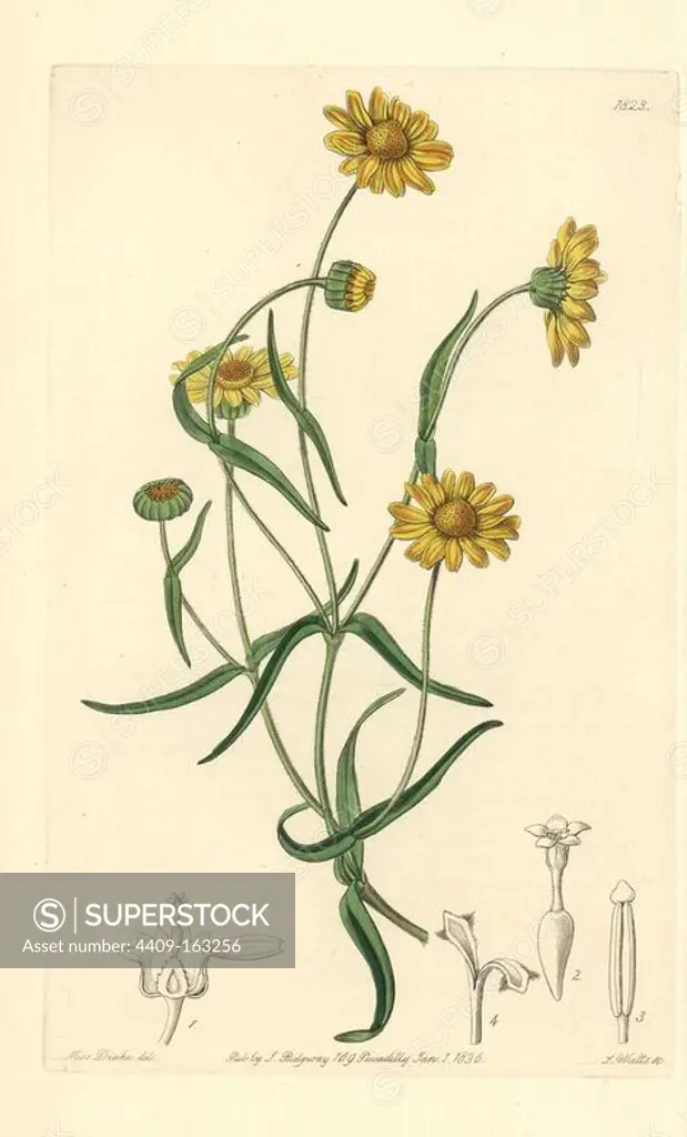 Downy lasthenia, Lasthenia californica. Handcoloured copperplate engraving by S. Watts after an illustration by Miss Drake from Sydenham Edwards' "The Botanical Register," London, Ridgway, 1836. Sarah Anne Drake (1803-1857) drew over 1,300 plates for the botanist John Lindley, including many orchids.