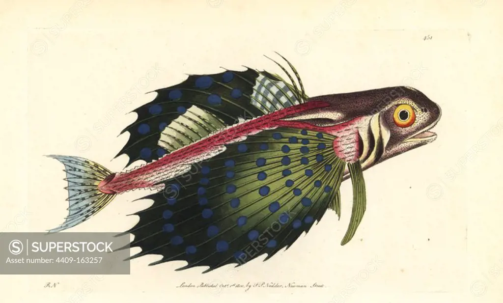 Flying gurnard, Dactylopterus volitans (Trigla volitans). Illustration drawn and engraved by Richard Polydore Nodder. Handcoloured copperplate engraving from George Shaw and Frederick Nodder's "The Naturalist's Miscellany," London, 1800.