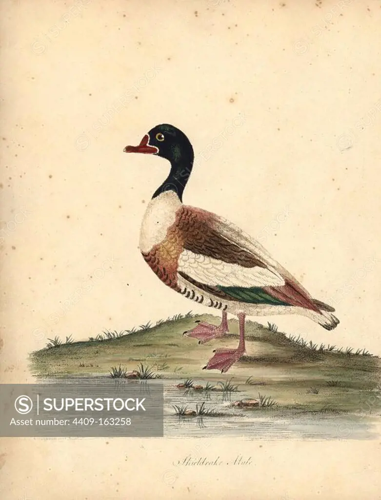Common shelduck, Tadorna tadorna. (Shieldrake, Anas tadorna.) Handcoloured copperplate engraving of an illustration by William Hayes from Portraits of Rare and Curious Birds from the Menagery of Osterly Park, London, Bulmer, 1794.