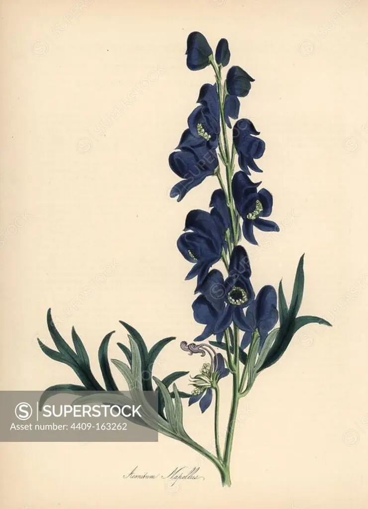 Common monkshood or wolfsbane, Aconitum napellus. Handcoloured zincograph by C. Chabot drawn by Miss M. A. Burnett from her "Plantae Utiliores: or Illustrations of Useful Plants," Whittaker, London, 1842. Miss Burnett drew the botanical illustrations, but the text was chiefly by her late brother, British botanist Gilbert Thomas Burnett (1800-1835).