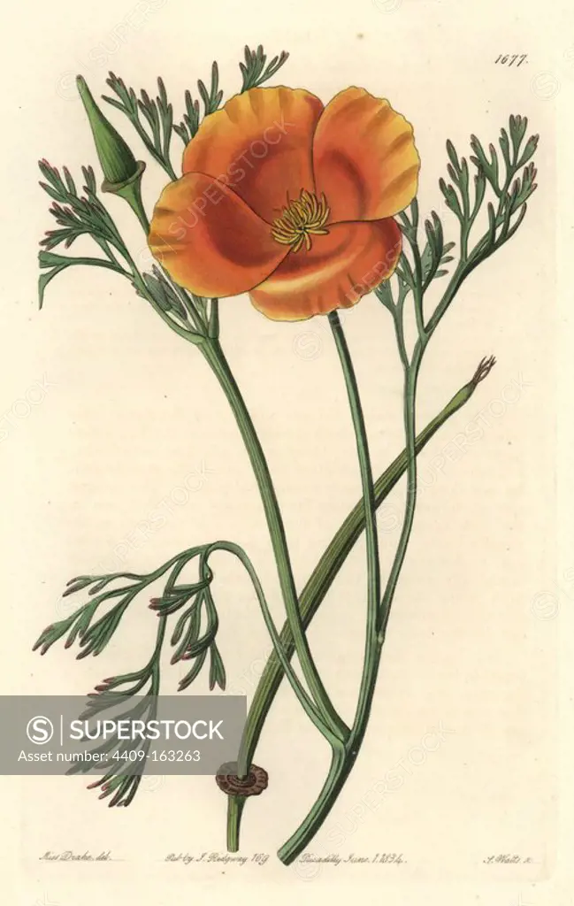 Saffron-coloured eschscholtzia, Eschscholtzia crocea. California poppy.Handcoloured copperplate engraving by S. Watts after an illustration by Miss Drake from Sydenham Edwards' "The Botanical Register," London, Ridgway, 1834. Sarah Anne Drake (1803-1857) drew over 1,300 plates for the botanist John Lindley, including many orchids.