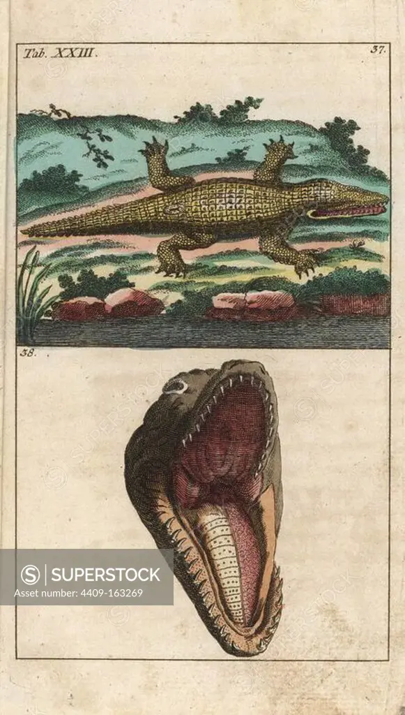 Nile crocodile, Crocodylus niloticus (Lacerta crocodilus) lying on a river bank, and crocodile teeth and jaws. Handcolored copperplate engraving from G. T. Wilhelm's "Encyclopedia of Natural History: Amphibia," Augsburg, 1794. Gottlieb Tobias Wilhelm (1758-1811) was a Bavarian clergyman and naturalist known as the German Buffon.