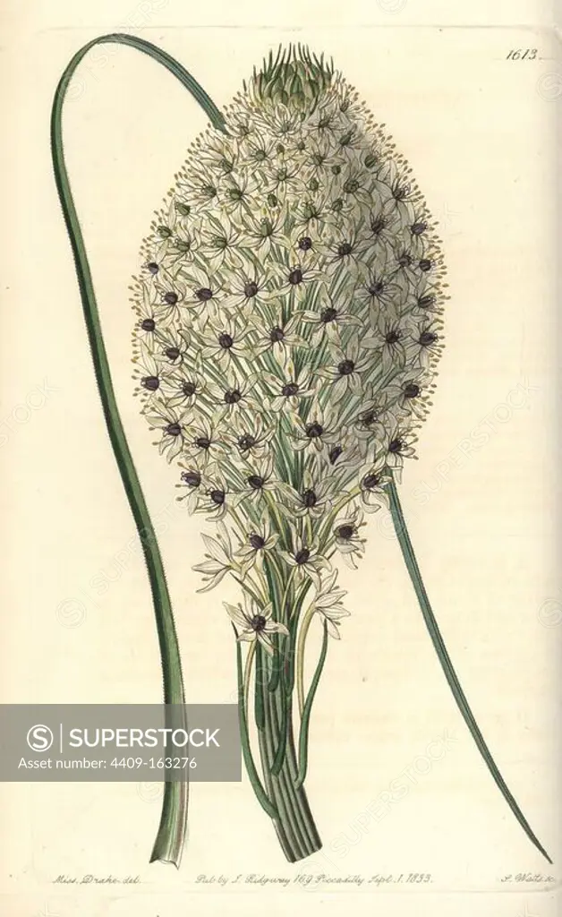 Turkey beard, Xerophyllum asphodeloides (Tough-leaved xerophyllum, Xerophyllum setifolium). Handcoloured copperplate engraving by S. Watts after an illustration by Miss Drake from Sydenham Edwards' "The Botanical Register," London, Ridgway, 1833. Sarah Anne Drake (1803-1857) drew over 1,300 plates for the botanist John Lindley, including many orchids.