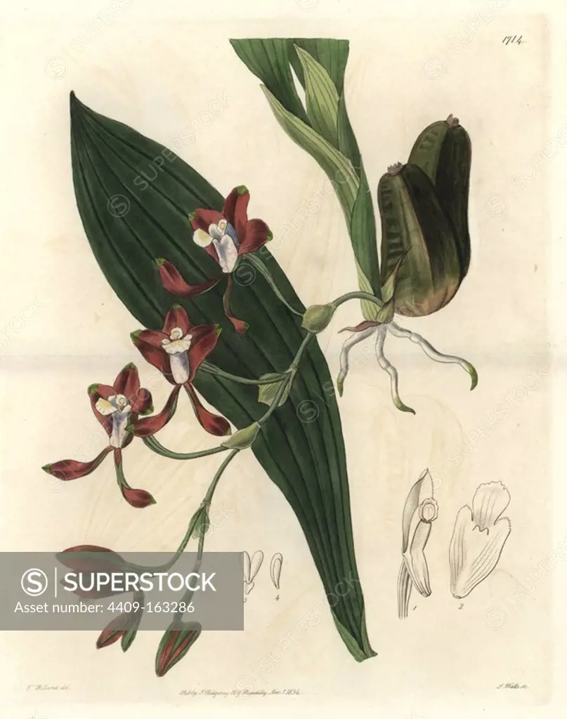 Colley's batemannia orchid, Batemannia colleyi. Native to Demerara, Guyana. Handcoloured copperplate engraving by S. Watts after an illustration by T. Holland from Sydenham Edwards' "The Botanical Register," London, Ridgway, 1834.