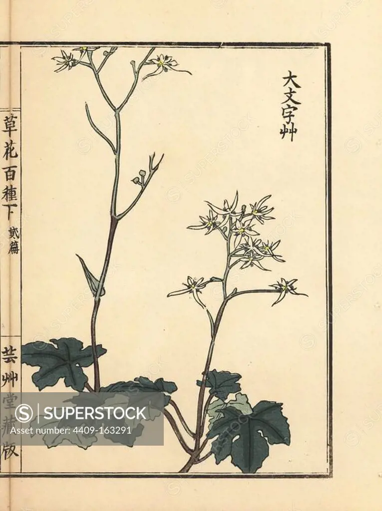 Daimonjisou or saxifrage, Saxifraga fortunei var. alpina. Handcoloured woodblock print by Kono Bairei from Kusa Bana Hyakushu (One Hundred Varieties of Flowers), Tokyo, Yamada, 1901.