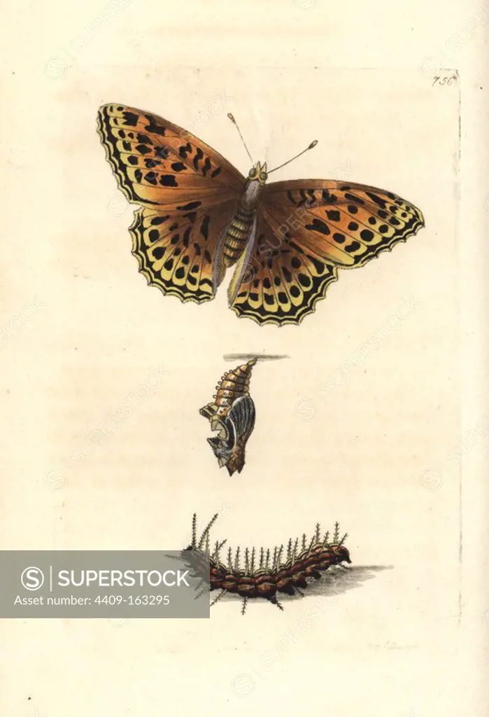 Silver-washed fritillary butterfly, Argynnis paphia, with caterpillar and pupa. Illustration drawn and engraved by Richard Polydore Nodder. Handcoloured copperplate engraving from George Shaw and Frederick Nodder's "The Naturalist's Miscellany," London, 1805.