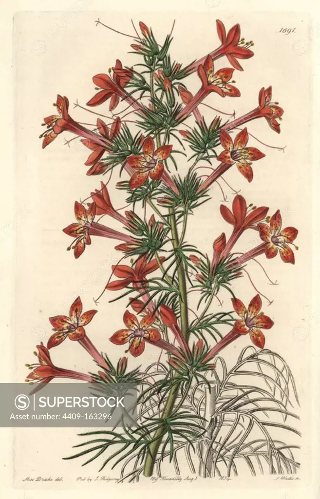 Ravenfooted gilia, Gilia coronopifolia. Native to Carolina. Handcoloured copperplate engraving by S. Watts after an illustration by Miss Drake from Sydenham Edwards' "The Botanical Register," London, Ridgway, 1834. Sarah Anne Drake (1803-1857) drew over 1,300 plates for the botanist John Lindley, including many orchids.