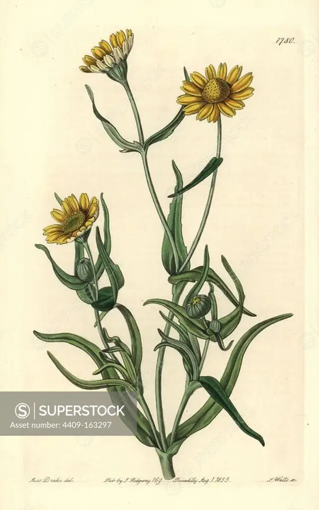 Yellowray goldfields or smooth lasthenia, Lasthenia glabrata. Handcoloured copperplate engraving by S. Watts after an illustration by Miss Drake from Sydenham Edwards' "The Botanical Register," London, Ridgway, 1835. Sarah Anne Drake (1803-1857) drew over 1,300 plates for the botanist John Lindley, including many orchids.