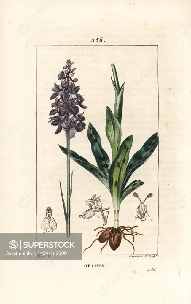Early purple or male orchid, Orchis mascula, with flower, stalk, leaf and bulb. Handcoloured stipple copperplate engraving by Lambert Junior from a drawing by Pierre Jean-Francois Turpin from Chaumeton, Poiret and Chamberet's "La Flore Medicale," Paris, Panckoucke, 1830. Turpin (1775~1840) was one of the three giants of French botanical art of the era alongside Pierre Joseph Redoute and Pancrace Bessa.