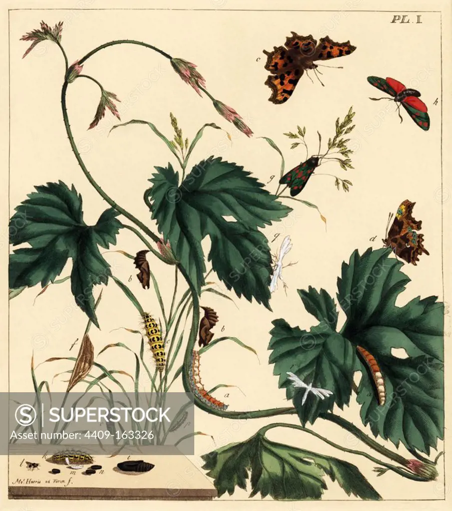 Comma butterfly, Polygonia c-album (a-d), six-spot burnet moth, Zygaena filipendulae (e-i), and white plumed moth, Pterophorus pentadactylus (k-q). Handcoloured lithograph after an illustration by Moses Harris from "The Aurelian; a Natural History of English Moths and Butterflies," new edition edited by J. O. Westwood, published by Henry Bohn, London, 1840.