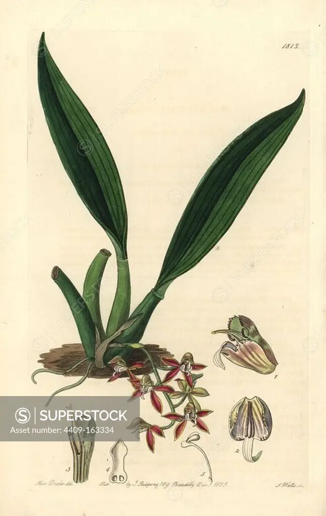 Trinidad macradenia orchid, Macradenia lutescens (Triandrous long-gland orchid, Macradenia triandra). Handcoloured copperplate engraving by S. Watts after an illustration by Miss Drake from Sydenham Edwards' "The Botanical Register," London, Ridgway, 1835. Sarah Anne Drake (1803-1857) drew over 1,300 plates for the botanist John Lindley, including many orchids.