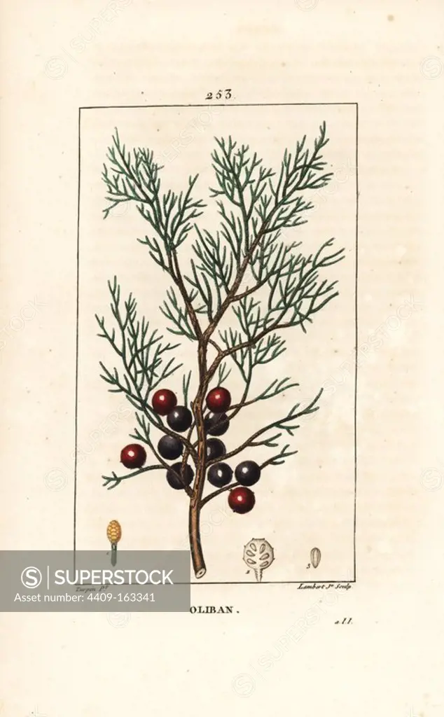 Phoenicean juniper, arar, or incense, Juniperus phoenicea, with branch, leaf and berry. Handcoloured stipple copperplate engraving by Lambert Junior from a drawing by Pierre Jean-Francois Turpin from Chaumeton, Poiret and Chamberet's "La Flore Medicale," Paris, Panckoucke, 1830. Turpin (1775~1840) was one of the three giants of French botanical art of the era alongside Pierre Joseph Redoute and Pancrace Bessa.