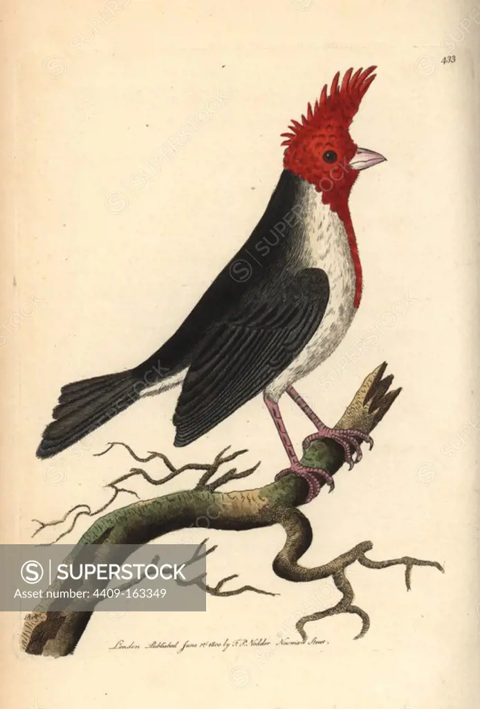 Red-crested cardinal, Paroaria coronata (Crested Dominican cardinal, Loxia cucullata). Illustration drawn and engraved by Richard Polydore Nodder. Handcoloured copperplate engraving from George Shaw and Frederick Nodder's "The Naturalist's Miscellany," London, 1800.