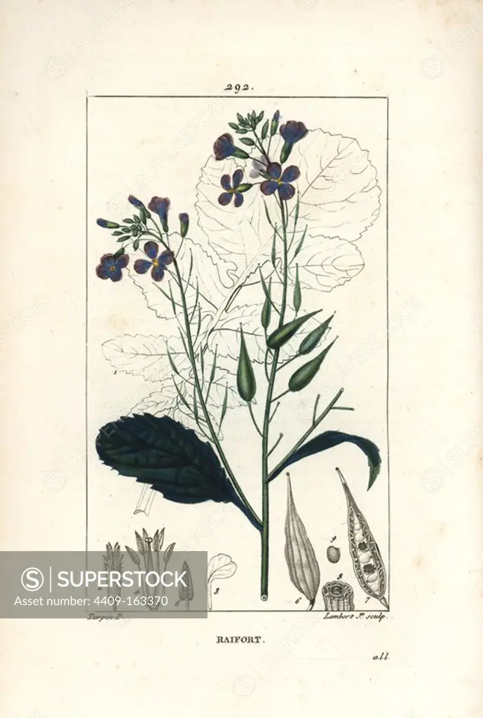 Radish, Raphanus sativus, with flower, leaf, seed and leaf outline. Handcoloured stipple copperplate engraving by Lambert Junior from a drawing by Pierre Jean-Francois Turpin from Chaumeton, Poiret and Chamberet's "La Flore Medicale," Paris, Panckoucke, 1830. Turpin (1775~1840) was one of the three giants of French botanical art of the era alongside Pierre Joseph Redoute and Pancrace Bessa.