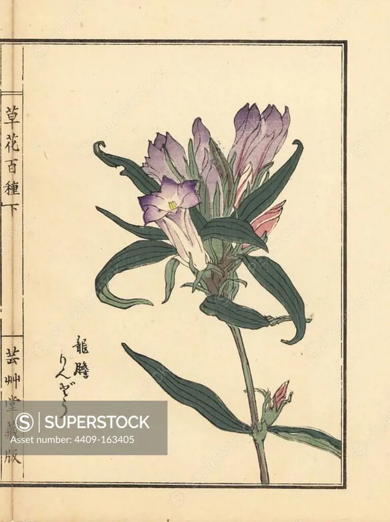 Rindou or Japanese gentian, Gentiana scabra var. buergeri. Handcoloured woodblock print by Kono Bairei from Kusa Bana Hyakushu (One Hundred Varieties of Flowers), Tokyo, Yamada, 1901.