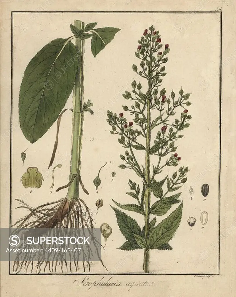 Water figwort, Scrophularia aquatica. Handcoloured copperplate engraving by F. Guimpel from Dr. Friedrich Gottlob Hayne's Medical Botany, Berlin, 1822. Hayne (1763-1832) was a German botanist, apothecary and professor of pharmaceutical botany at Berlin University.