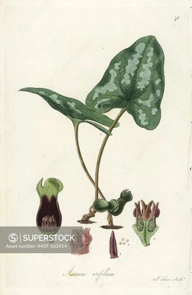 Arum-leaved asarabacca, Asarum arifolium. Handcoloured copperplate engraving by J. Swan after a botanical illustration by William Jackson Hooker from his own "Exotic Flora," Blackwood, Edinburgh, 1823. Hooker (1785-1865) was an English botanist who specialized in orchids and ferns, and was director of the Royal Botanical Gardens at Kew from 1841.
