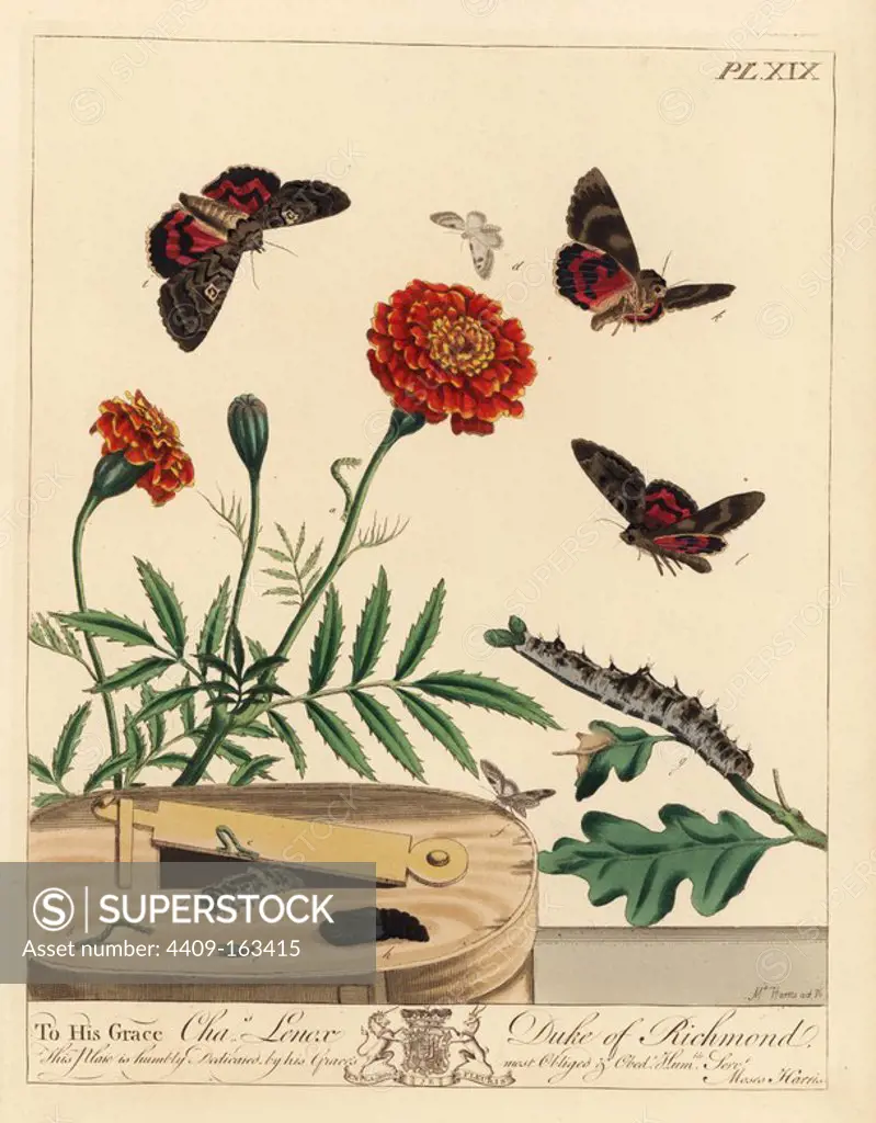 Lime-speck pug, Eupithecia centaureata, on a French marigold, Tagetes patula, and light crimson underwing, Catocala promissa, on an oak branch, Quercus robur. Handcoloured lithograph after an illustration by Moses Harris from "The Aurelian; a Natural History of English Moths and Butterflies," new edition edited by J. O. Westwood, published by Henry Bohn, London, 1840.