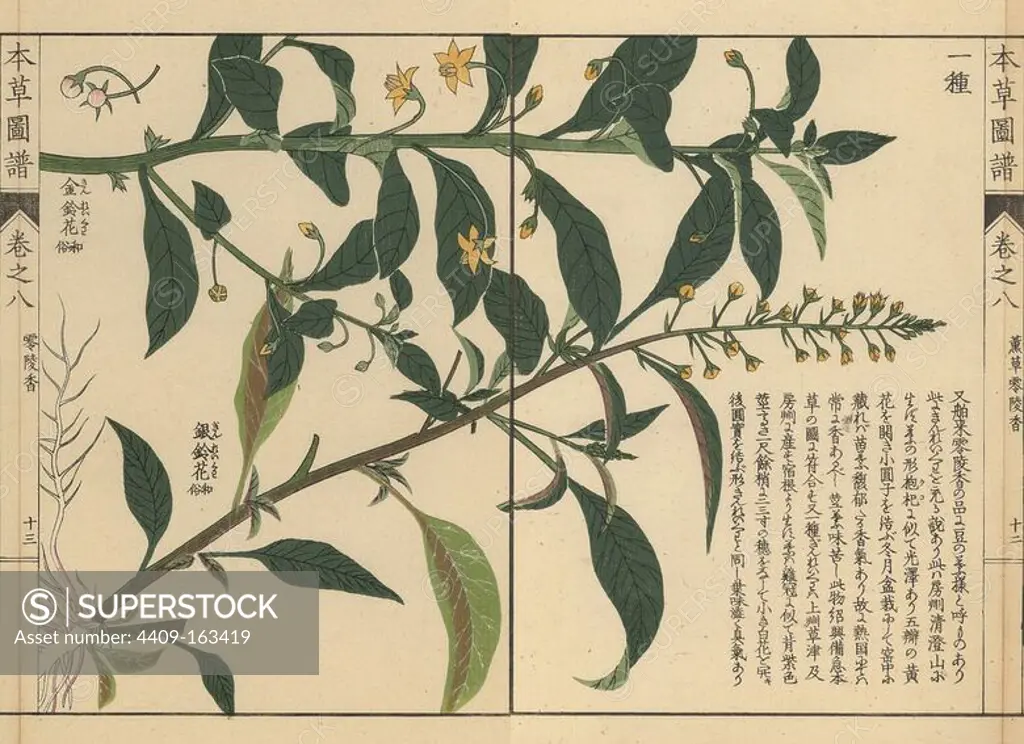 Shikoku loosestrife, Lysimachia sikokiana Miq. and loosestrife species, Lysimachia decurrens Forst. Colour-printed woodblock engraving by Kan'en Iwasaki from "Honzo Zufu," an Illustrated Guide to Medicinal Plants, Japan, 1884. Iwasaki (1786-1842) was a Japanese botanist, entomologist and zoologist. He was one of the first Japanese botanists to incorporate western knowledge into his studies.