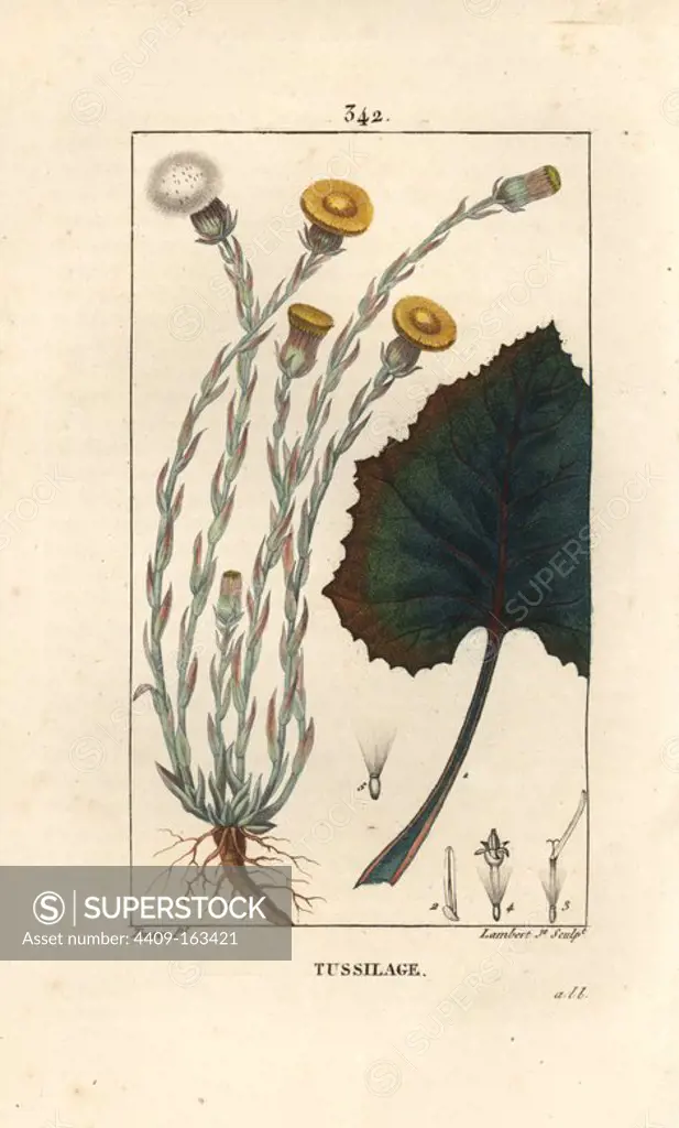 Colts foot, Tussilago farfara, with flower, leaf, stem and root. Handcoloured stipple copperplate engraving by Lambert Junior from a drawing by Pierre Jean-Francois Turpin from Chaumeton, Poiret and Chamberet's "La Flore Medicale," Paris, Panckoucke, 1830. Turpin (1775~1840) was one of the three giants of French botanical art of the era alongside Pierre Joseph Redoute and Pancrace Bessa.
