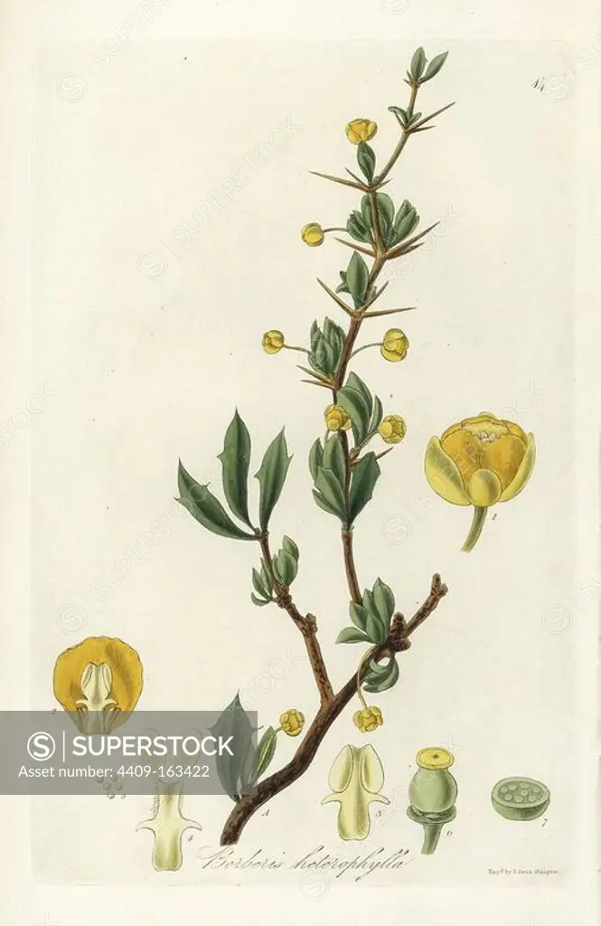 Magellan barberry, Berberis microphylla (Various-leaved barberry, Berberis heterophylla). Handcoloured copperplate engraving by J. Swan after a botanical illustration by William Jackson Hooker from his own "Exotic Flora," Blackwood, Edinburgh, 1823. Hooker (1785-1865) was an English botanist who specialized in orchids and ferns, and was director of the Royal Botanical Gardens at Kew from 1841.