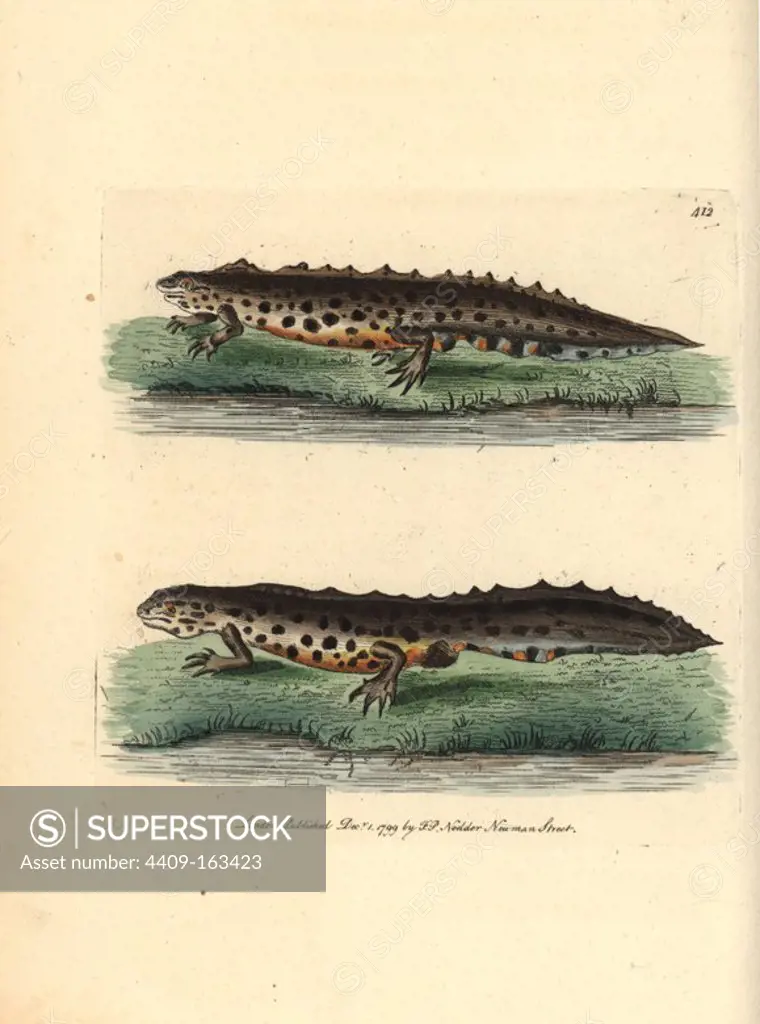 Smooth newt, Triturus vulgaris (Water newt, Lacerta aquatica). Illustration drawn and engraved by Richard Polydore Nodder. Handcoloured copperplate engraving from George Shaw and Frederick Nodder's "The Naturalist's Miscellany," London, 1799.