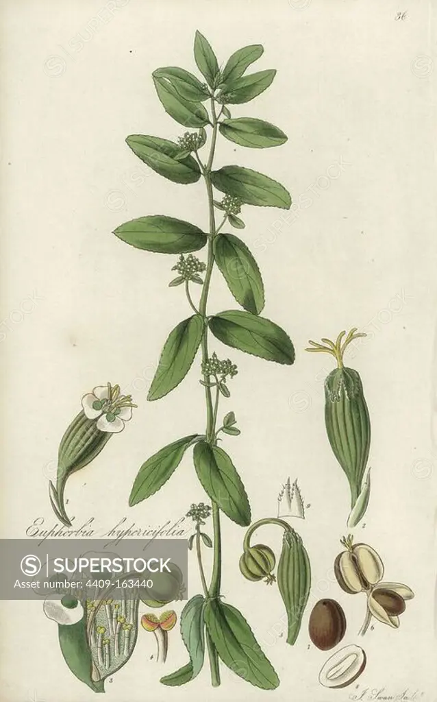Graceful spurge or hypericum-leaved spurge, Euphorbia hypericifolia. Handcoloured copperplate engraving by J. Swan after a botanical illustration by William Jackson Hooker from his own "Exotic Flora," Blackwood, Edinburgh, 1823. Hooker (1785-1865) was an English botanist who specialized in orchids and ferns, and was director of the Royal Botanical Gardens at Kew from 1841.