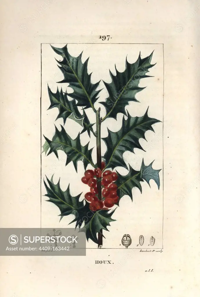 Holly, Ilex aqualifolium, with prickly leaves and red berries. Handcoloured stipple copperplate engraving by Lambert Junior from a drawing by Pierre Jean-Francois Turpin from Chaumeton, Poiret and Chamberet's "La Flore Medicale," Paris, Panckoucke, 1830. Turpin (1775~1840) was one of the three giants of French botanical art of the era alongside Pierre Joseph Redoute and Pancrace Bessa.