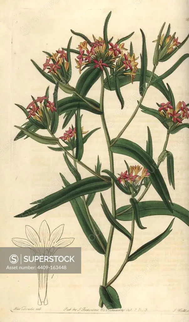 Mountain trumpet flower, Collomia biflora. Brick red collomia, Collomia coccinea. Handcoloured copperplate engraving by S. Watts after an illustration by Miss Drake from Sydenham Edwards' "The Botanical Register," London, Ridgway, 1833. Sarah Anne Drake (1803-1857) drew over 1,300 plates for the botanist John Lindley, including many orchids.