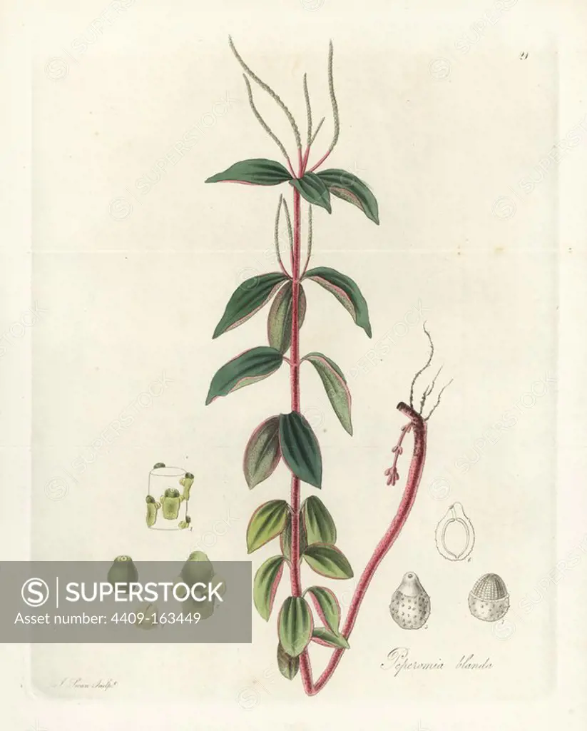 Villous peperomia or radiator plant, Peperomia blanda. Handcoloured copperplate engraving by J. Swan after a botanical illustration by William Jackson Hooker from his own "Exotic Flora," Blackwood, Edinburgh, 1823. Hooker (1785-1865) was an English botanist who specialized in orchids and ferns, and was director of the Royal Botanical Gardens at Kew from 1841.