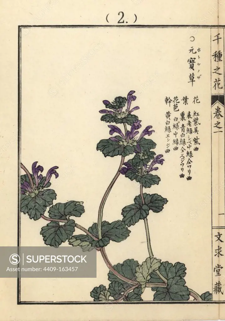 Hotokenoza or common henbit, Lamium amplexicaule. Handcoloured woodblock print by Kono Bairei from Senshu no Hana (One Thousand Varieties of Flowers), Bunkyudo, Kyoto, 1900.
