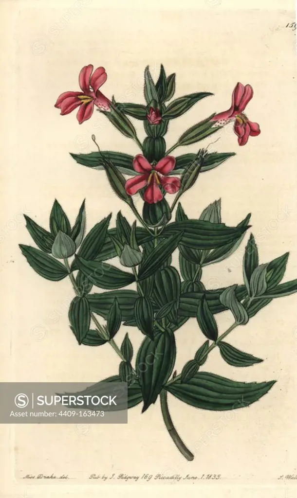 Rose monkey-flower, Mimulus roseus. Handcoloured copperplate engraving by S. Watts after an illustration by Miss Drake from Sydenham Edwards' "The Botanical Register," London, Ridgway, 1833. Sarah Anne Drake (1803-1857) drew over 1,300 plates for the botanist John Lindley, including many orchids.