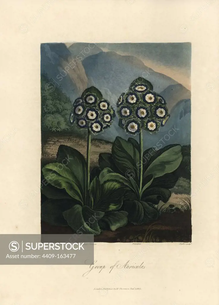 Primula auricula varieties: Cockup's Eclipse and Privateer. Painted by Reinagle Sr., engraved by Stadler. Handcoloured stipple copperplate engraving from Dr. Robert Thornton's "Temple of Flora," Lottery edition, London, 1812. The illustrations were a mix of aquatint, mezzotint and stipple engravings finished by hand.
