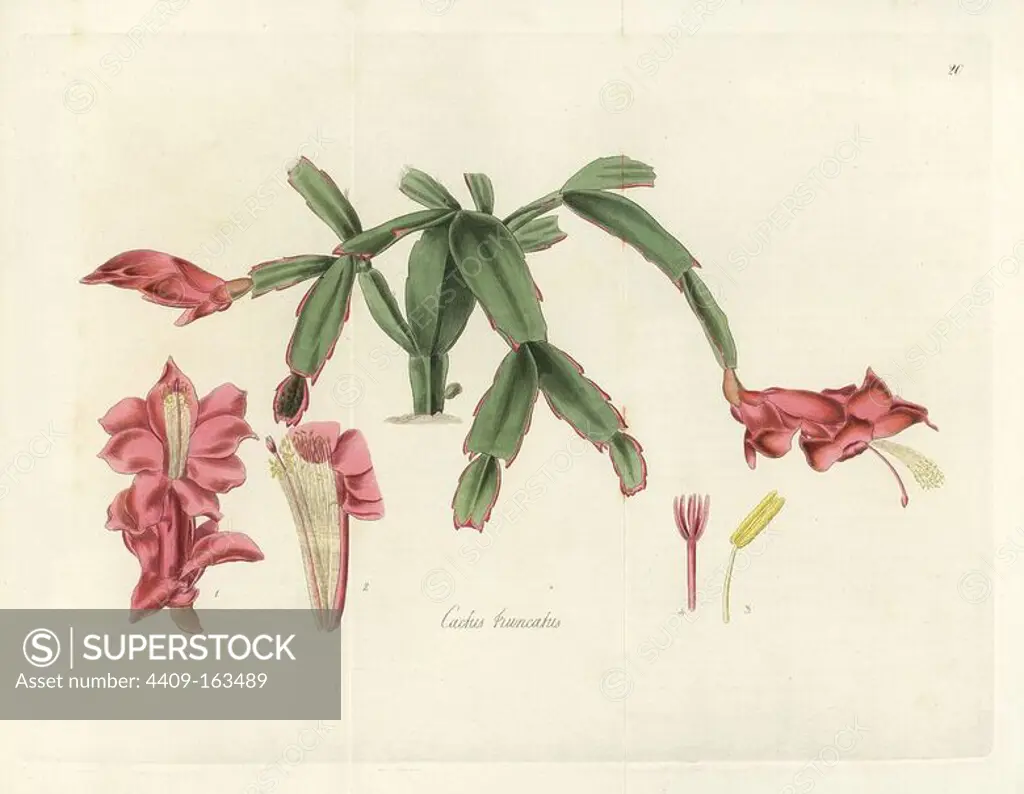 Christmas cactus, Schlumbergera truncata (Truncated cactus, Cactus truncatus). Handcoloured copperplate engraving by J. Swan after a botanical illustration by William Jackson Hooker from his own "Exotic Flora," Blackwood, Edinburgh, 1823. Hooker (1785-1865) was an English botanist who specialized in orchids and ferns, and was director of the Royal Botanical Gardens at Kew from 1841.