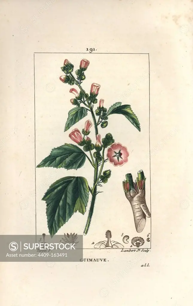 Marsh mallow, Althaea officinalis. Handcoloured stipple copperplate engraving by Lambert Junior from a drawing by Pierre Jean-Francois Turpin from Chaumeton, Poiret and Chamberet's "La Flore Medicale," Paris, Panckoucke, 1830. Turpin (1775~1840) was one of the three giants of French botanical art of the era alongside Pierre Joseph Redoute and Pancrace Bessa.