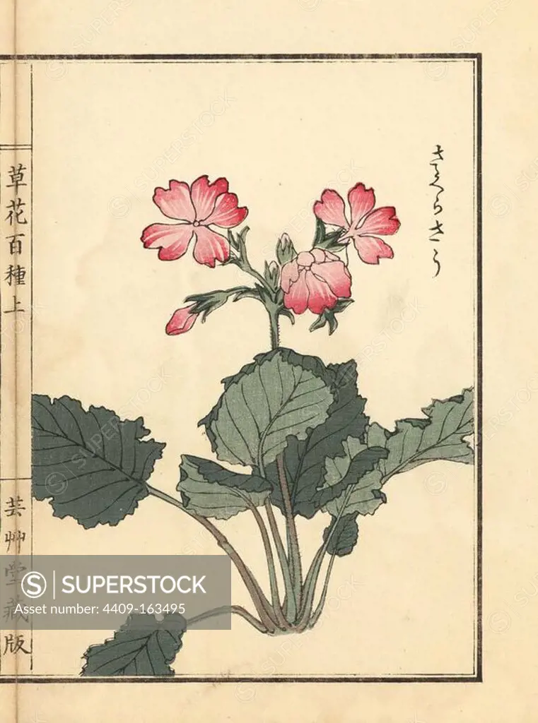 Sakurasou or Japanese primrose, Primula sieboldii. Handcoloured woodblock print by Kono Bairei from Kusa Bana Hyakushu (One Hundred Varieties of Flowers), Tokyo, Yamada, 1901.