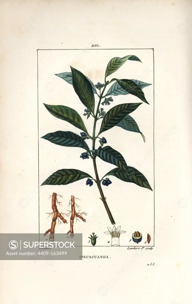 Ipecacuanha, Psychotria emetica, with leaf, flower and root. Handcoloured stipple copperplate engraving by Lambert Junior from a drawing by Pierre Jean-Francois Turpin from Chaumeton, Poiret and Chamberet's "La Flore Medicale," Paris, Panckoucke, 1830. Turpin (1775~1840) was one of the three giants of French botanical art of the era alongside Pierre Joseph Redoute and Pancrace Bessa.