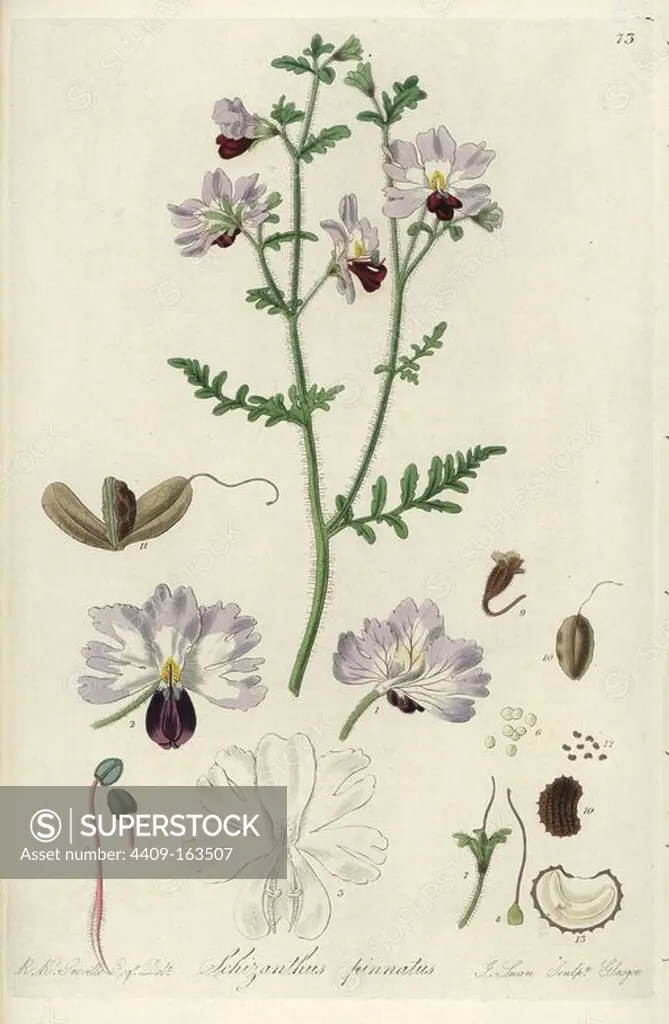 Butterfly flower or pinnated-leaved schizanthus, Schizanthus pinnatus. Handcoloured copperplate engraving by J. Swan after a botanical illustration by R.K. Greville from William Jackson Hooker's "Exotic Flora," Blackwood, Edinburgh, 1823. Hooker (1785-1865) was an English botanist who specialized in orchids and ferns, and was director of the Royal Botanical Gardens at Kew from 1841.