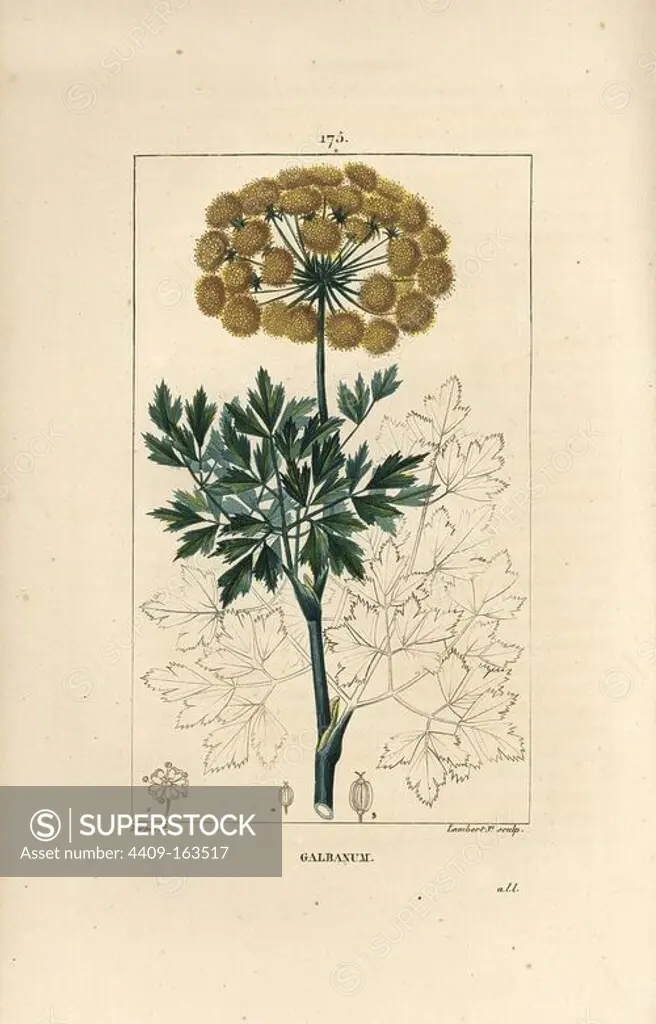 Galbanum, Ferula gummosa, showing flowers, leaves and seeds. Handcoloured stipple copperplate engraving by Lambert Junior from a drawing by Pierre Jean-Francois Turpin from Chaumeton, Poiret et Chamberet's "La Flore Medicale," Paris, Panckoucke, 1830. Turpin (1775~1840) was one of the three giants of French botanical art of the era alongside Pierre Joseph Redoute and Pancrace Bessa.