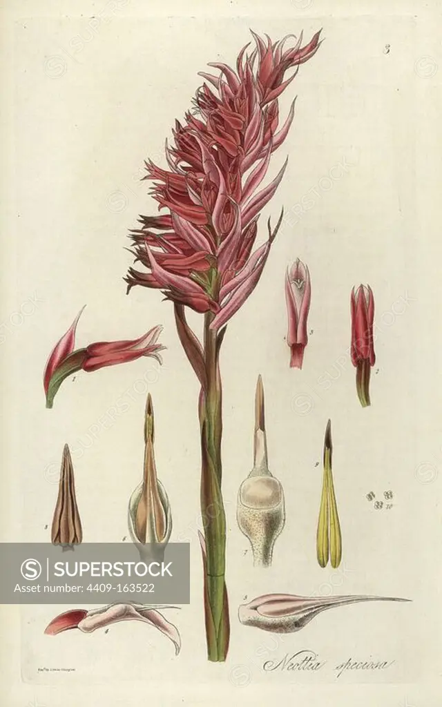 Latin American lady orchid, Stenorrhynchos speciosum (showy neottia, Neottia speciosa). Handcoloured copperplate engraving by J. Swan after a botanical illustration by William Jackson Hooker from his own "Exotic Flora," Blackwood, Edinburgh, 1823. Hooker (1785-1865) was an English botanist who specialized in orchids and ferns, and was director of the Royal Botanical Gardens at Kew from 1841.