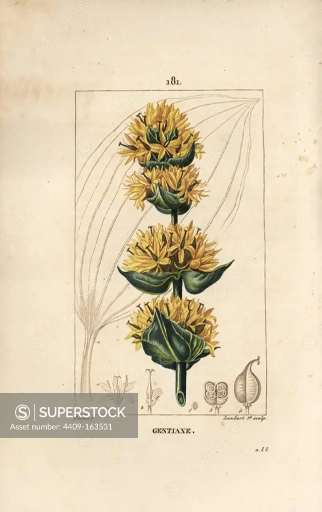 Gentian, Gentiana lutea. Handcoloured stipple copperplate engraving by Lambert Junior from a drawing by Pierre Jean-Francois Turpin from Chaumeton, Poiret and Chamberet's "La Flore Medicale," Paris, Panckoucke, 1830. Turpin (1775~1840) was one of the three giants of French botanical art of the era alongside Pierre Joseph Redoute and Pancrace Bessa.