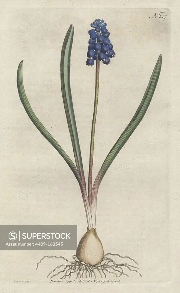 Grape hyacinth, Muscari botryoides (Hyacinthus botryoides). Handcolored copperplate drawn and engraved by Sydenham Edwards from William Curtis's "Botanical Magazine," St. George's Crescent, London, 1791.