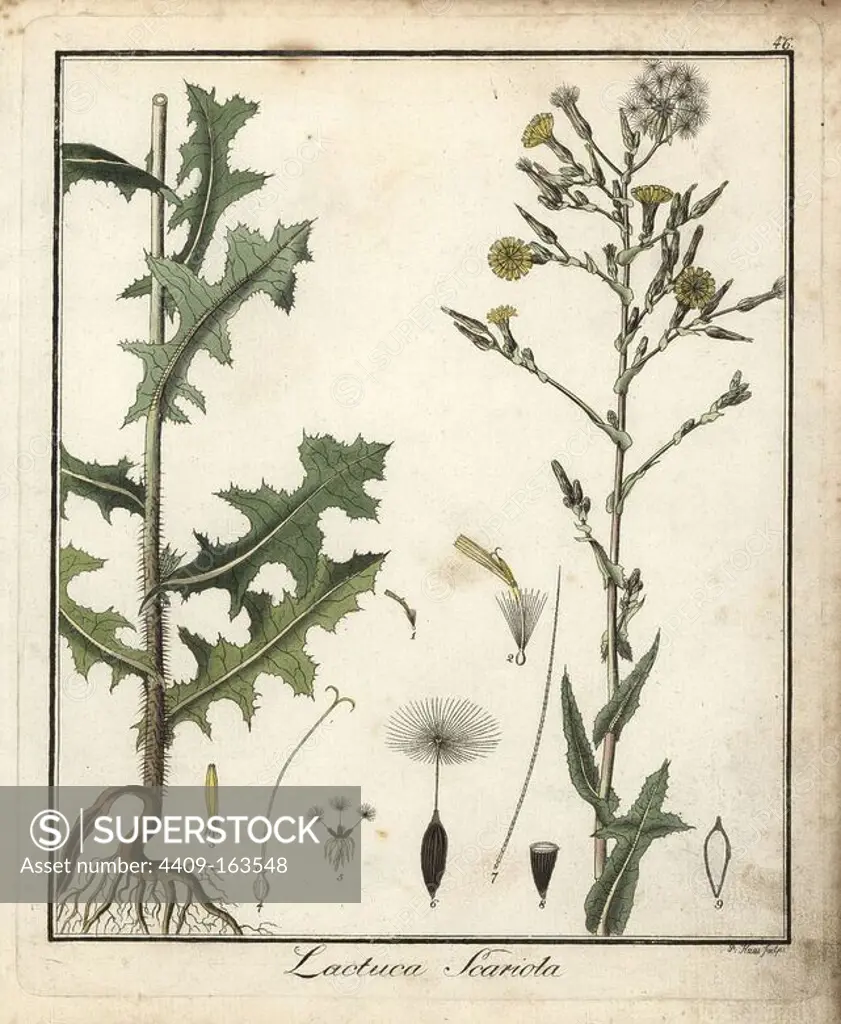 Prickly lettuce, Lactuca serriola. Handcoloured copperplate engraving by P. Haas from Dr. Friedrich Gottlob Hayne's Medical Botany, Berlin, 1822. Hayne (1763-1832) was a German botanist, apothecary and professor of pharmaceutical botany at Berlin University.