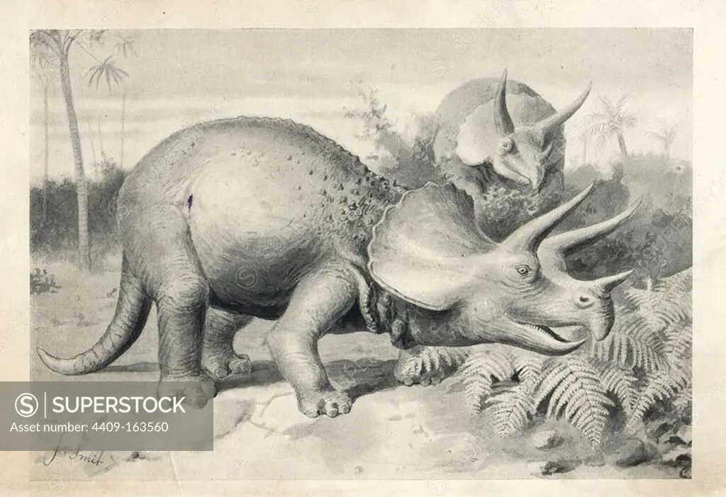 Triceratops prorsus, the last of the dinosaurs. Lithograph after an illustration by J. Smit from H. N. Hutchinson's "Extinct Monsters and Creatures of Other Days," Chapman and Hall, London, 1894.