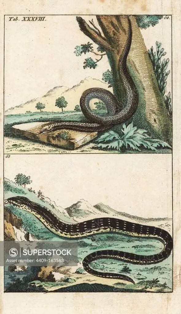 Slow-worm or blind worm, Anguis fragilis 64, and eastern glass lizard, Ophisaurus ventralis 65. Handcolored copperplate engraving from G. T. Wilhelm's "Encyclopedia of Natural History: Amphibia," Augsburg, 1794. Gottlieb Tobias Wilhelm (1758-1811) was a Bavarian clergyman and naturalist known as the German Buffon.