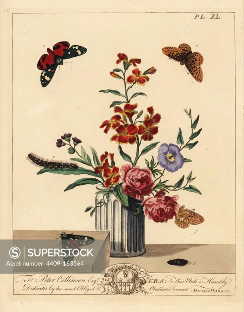 Scarlet tiger moth, Callimorpha dominula, and pearl bordered fritillary butterfly, Boloria euphrosyne. Handcoloured lithograph after an illustration by Moses Harris from "The Aurelian; a Natural History of English Moths and Butterflies," new edition edited by J. O. Westwood, published by Henry Bohn, London, 1840.
